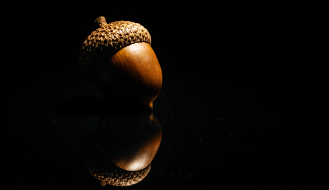 An Acorn